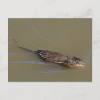 Postkarte Muskrat
