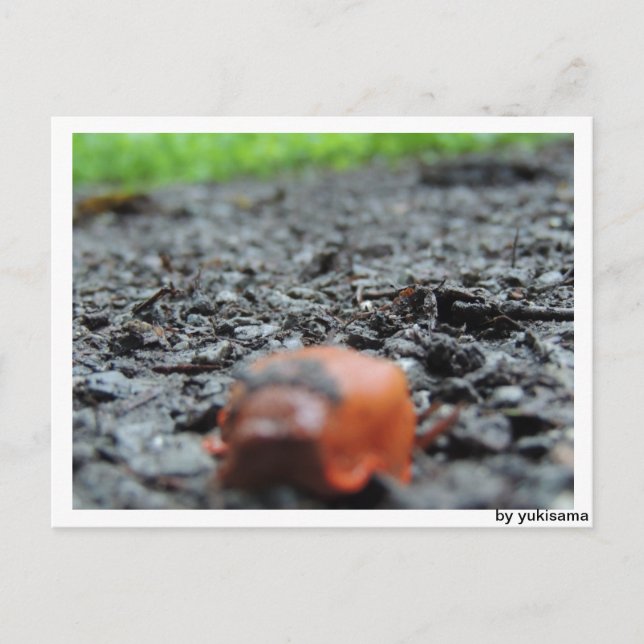 Postkarte - Nacktschnecke (Vorderseite)