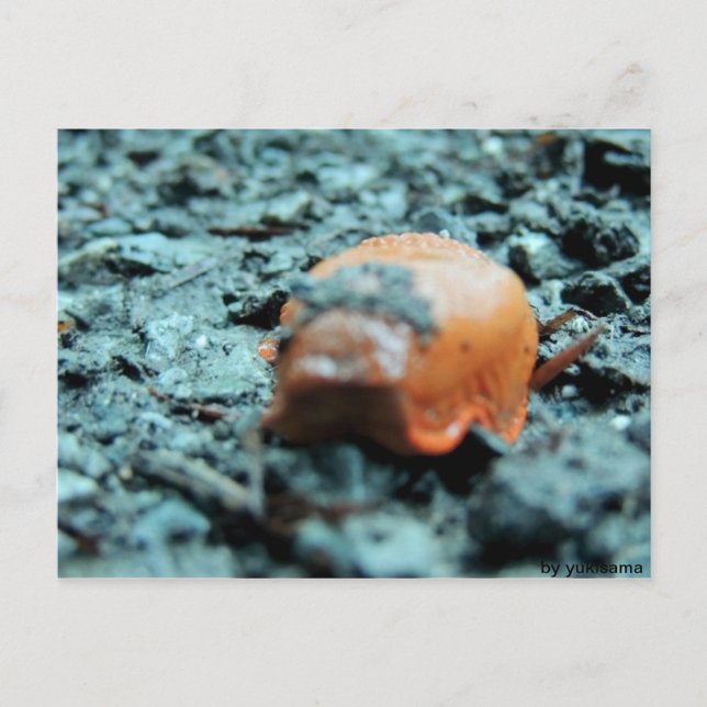 Postkarte - Nacktschnecke II (Vorderseite)