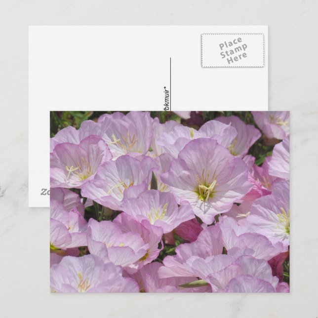 Postkarte - Nahe Aufnahme von Primrose (Vorne/Hinten)