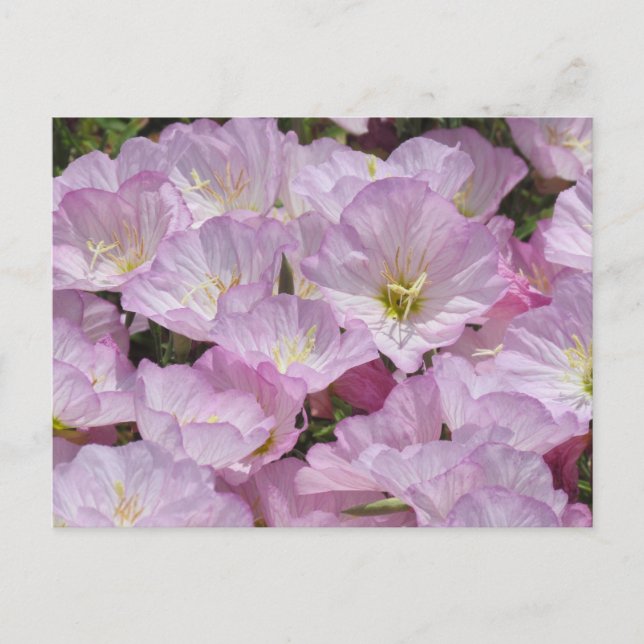 Postkarte - Nahe Aufnahme von Primrose (Vorderseite)