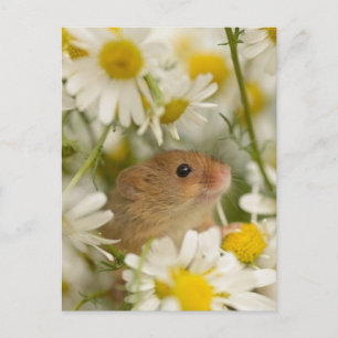 Postkarte - Niedliche Maus unter den Daisy's