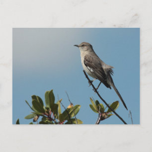 Postkarte Nördlicher Kochingvogel