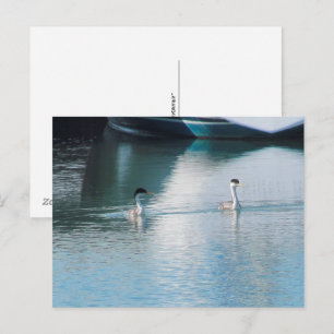Postkarte - Ohrentaucher im Hafen (hrz)