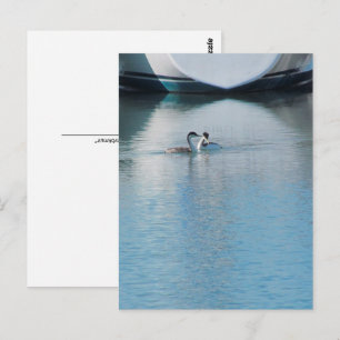 Postkarte - Ohrentaucher im Hafen (vrt)