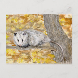Postkarte Opossum