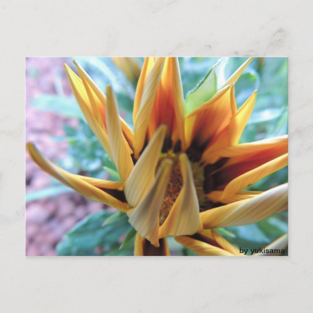 Postkarte - Orange Blume (Vorderseite)