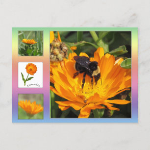 Postkarte - orange Calendula Blume
