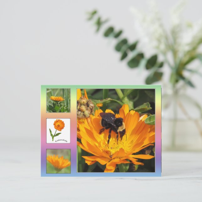 Postkarte - orange Calendula Blume (Stehend Vorderseite)