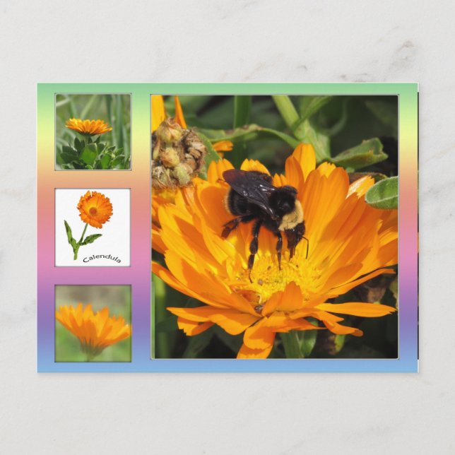 Postkarte - orange Calendula Blume (Vorderseite)