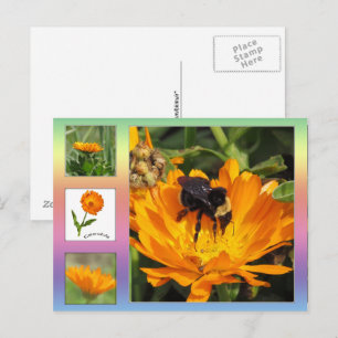 Postkarte – Orangenfarbene Ringelblumen