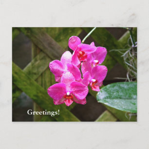 Postkarte - Orchid