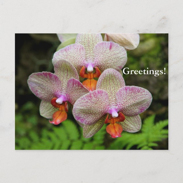 Postkarte - Orchid (Vorderseite)