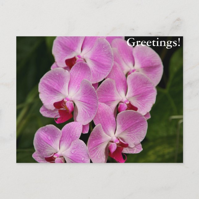 Postkarte - Orchid (Vorderseite)