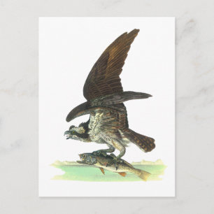 Postkarte: Osprey - John Audubon Postkarte