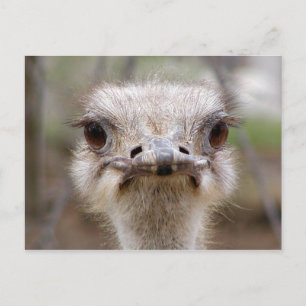 Postkarte Ostrich