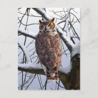 Postkarte "Owl in Winter"
