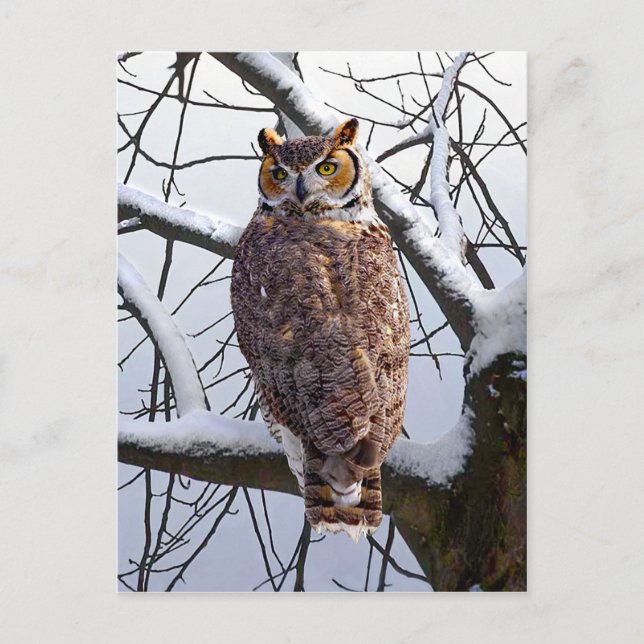 Postkarte "Owl in Winter" (Vorderseite)