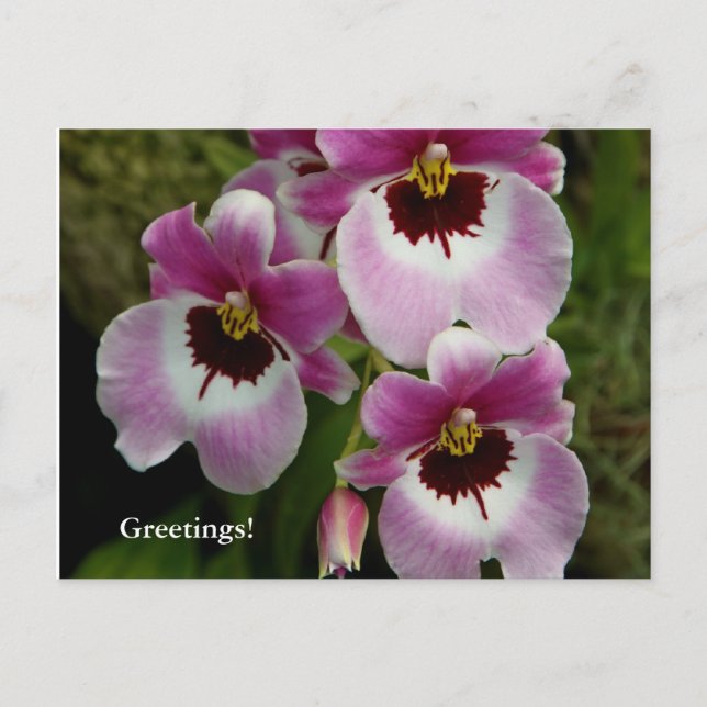 Postkarte - Pansy Orchid (Vorderseite)