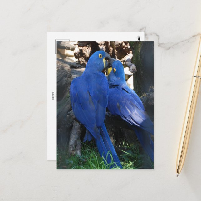 Postkarte _ Papageien (Vorderseite/Rückseite Beispiel)