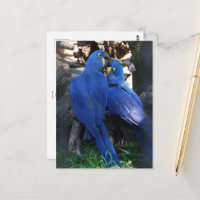 Postkarte _ Papageien