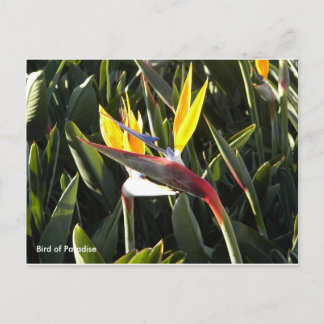 Postkarte, Paradiesvogel Postkarte