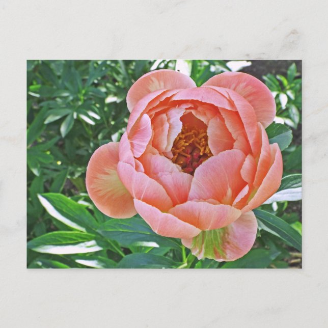 Postkarte, "PEACHY PINK PEONY" Postkarte (Vorderseite)