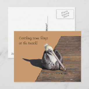 Postkarte - Pelikan an der Mole
