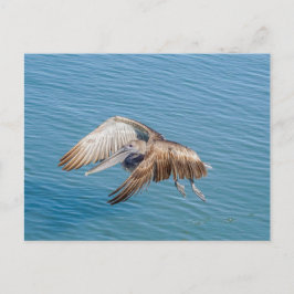 Postkarte - Pelikan im Flug