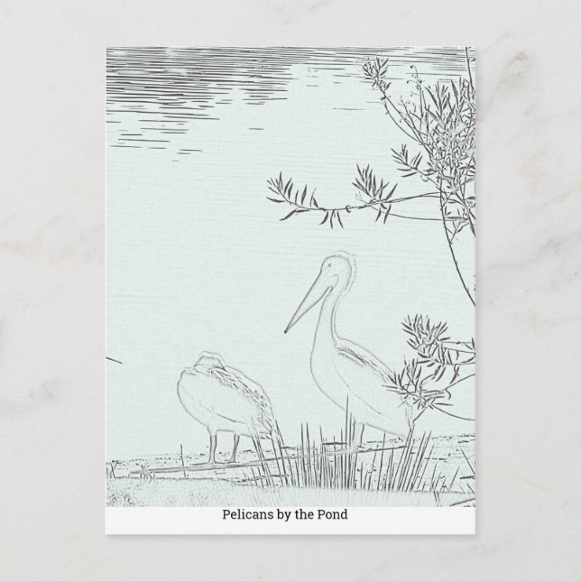 Postkarte - Pelikane am Teich (Vorderseite)
