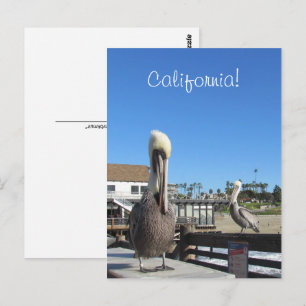 Postkarte - Pelikane auf Pier