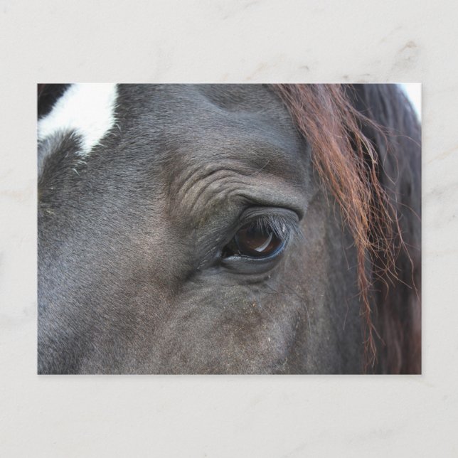 Postkarte Percheron (Vorderseite)