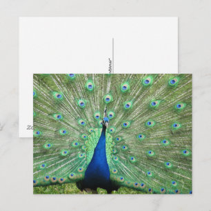 Postkarte - Pfau mit geflochtenem Schwanz