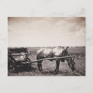 Postkarte "Pferd und Beförderung"