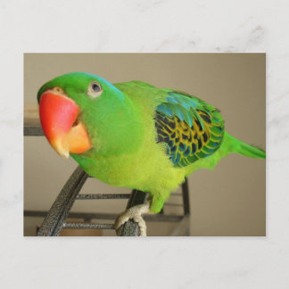 Postkarte: Philippine Blue Nape Parrot Postkarte