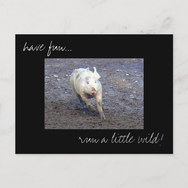 Postkarte "Pig Run Wild"-Foto (Vorderseite)