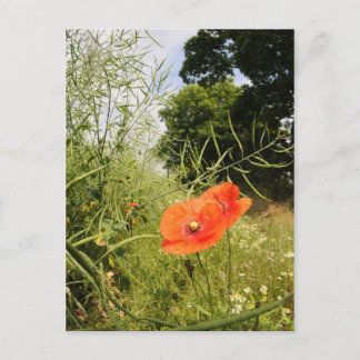 Postkarte "Poppy"