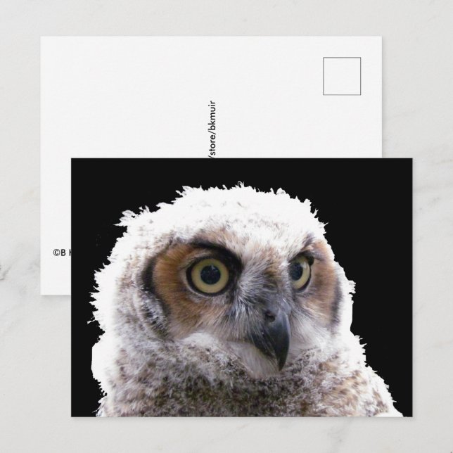 Postkarte - Portrait der Jungschale (Vorne/Hinten)