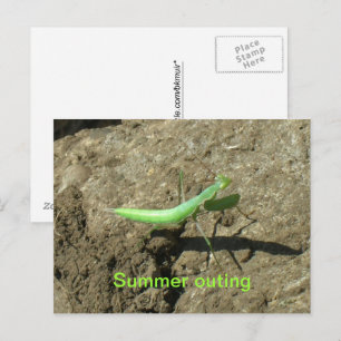Postkarte - Prachtmantis