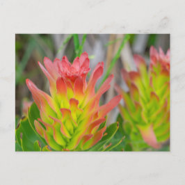 Postkarte - Protea in Kirstenbosch