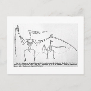 Postkarte Pteranodon