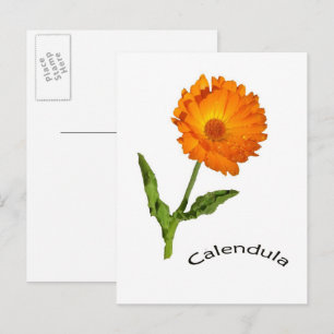 Postkarte - Ringelblume