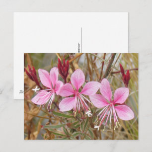 Postkarte - Rosa Guara