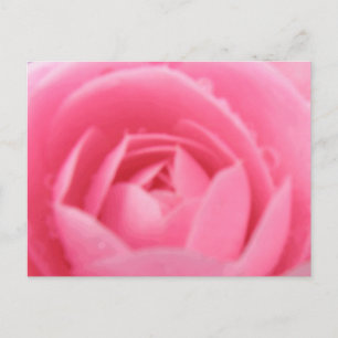 Postkarte Rosa Kamelien