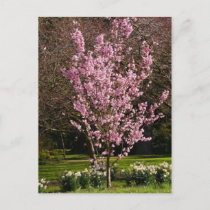 Postkarte Rosa Kirschbaum