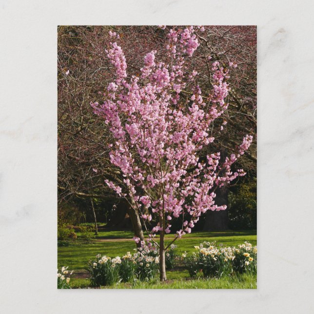 Postkarte Rosa Kirschbaum (Vorderseite)
