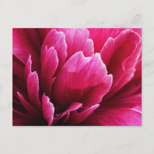 Postkarte rosa Pfingstrosen-Blütenblätter