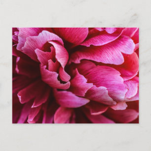 Postkarte Rosa Pfingstrosenblüten