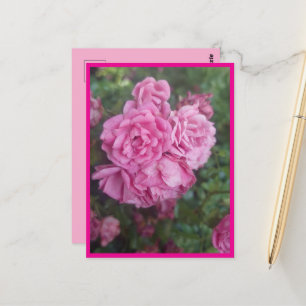 Postkarte rosa Rose