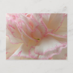 Postkarte Rosa und Weiße Nelke
